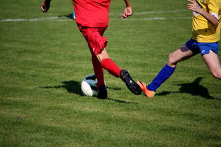 开云体育官网-比利时男篮在欧洲预赛中坚持不懈，目标奥运荣誉，比利时男子篮球队